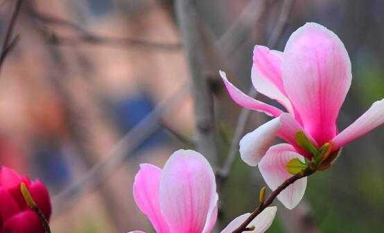 玉兰花的花语和寓意（探寻玉兰花的文化内涵）