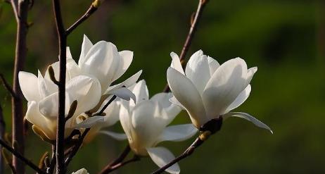 玉兰花的花语和寓意（探寻玉兰花的文化内涵）