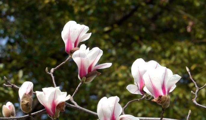 玉兰花的花语和寓意（探寻玉兰花的文化内涵）