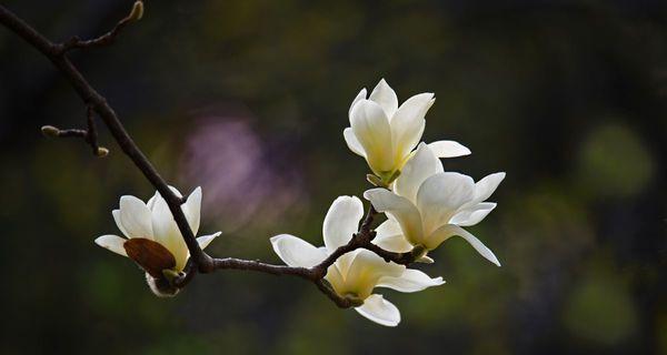 玉兰花的寓意与象征——纯洁与坚强（探索玉兰花的含义及其象征意义）