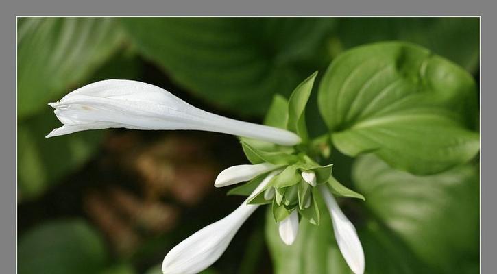 以玉簪花的花语是什么（解读玉簪花所代表的情感和寓意）