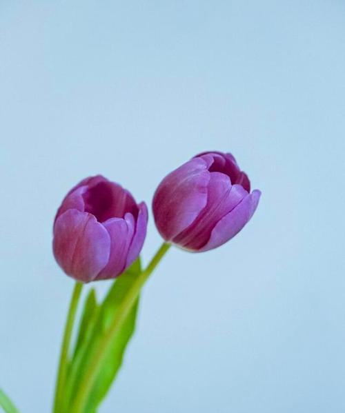 郁金香的花语和传说（探秘郁金香的意义和神秘故事）