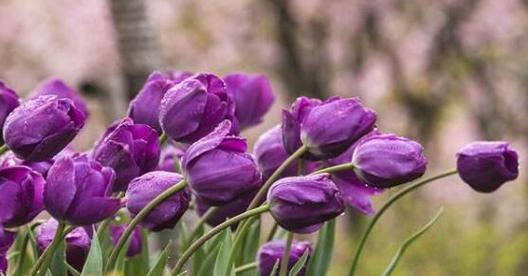 郁金香的花语及其意义（揭秘郁金香花语的深层寓意）