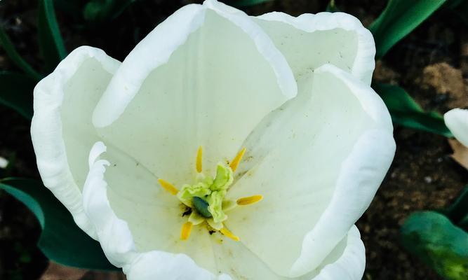 郁金香花语与寓意（解读郁金香的象征意义）