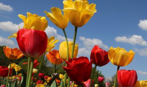 郁金香花语与代表意义（探索郁金香花语与其象征意义）