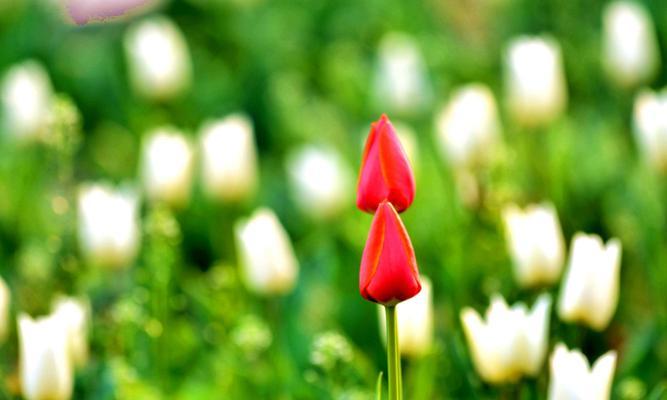 郁金香花语与代表意义（探索郁金香花语与其象征意义）