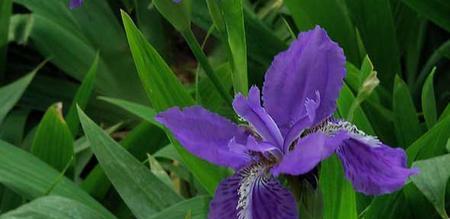 蒲公英与鸢尾的花语（蒲公英花语）