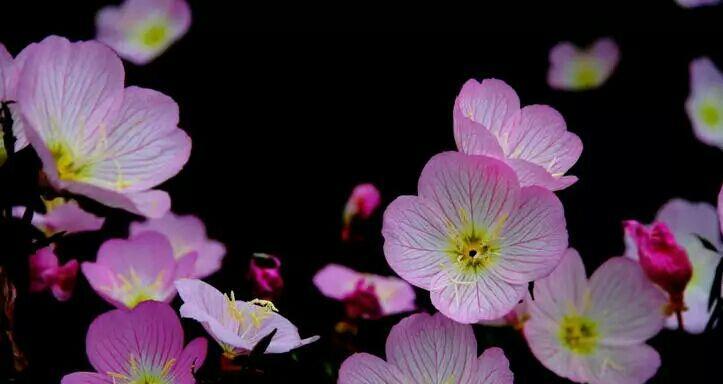 月见草花语和传说（探秘月见草的花语与神秘传说）