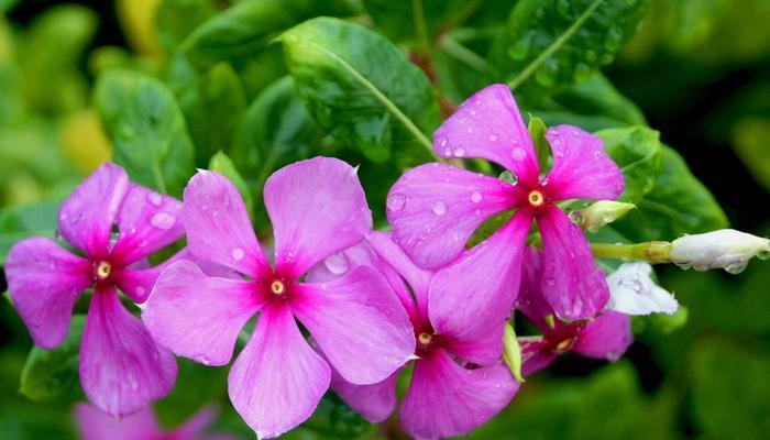 长春花的花语与寓意（揭开长春花的神秘面纱）