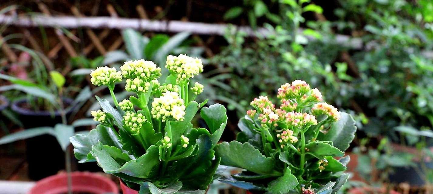 长寿花的寓意与象征风水（探索长寿花的吉祥象征与风水迷信）