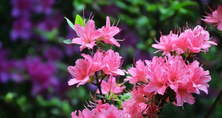 杜鹃花的多彩世界（探寻杜鹃花的颜色世界）