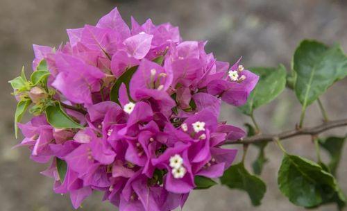 杜鹃花是否有香味（探究杜鹃花的芳香特性）