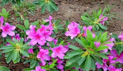 杜鹃花是否有香味（探究杜鹃花的芳香特性）