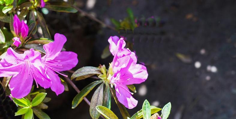 如何让杜鹃花安全度过冬天（冬季保养杜鹃花的八个技巧）