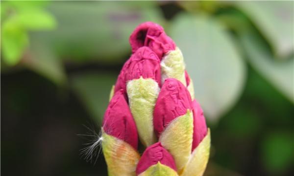 探究杜鹃花种子的特征（了解杜鹃花种子的形态和生长环境）