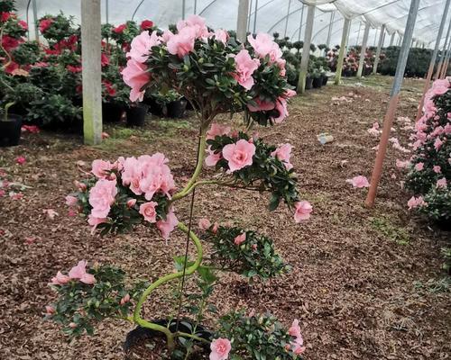 杜鹃小桃红开花频率有多高（一年开几次花）