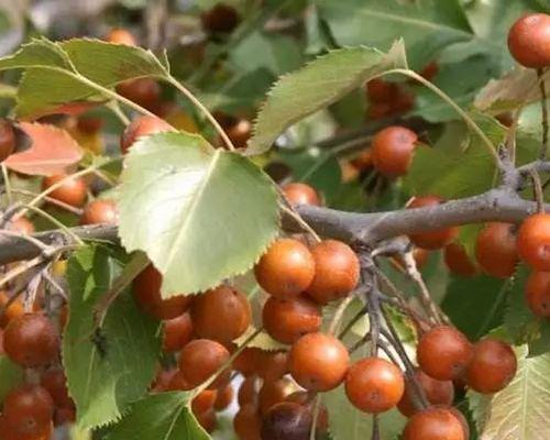 杜梨种子的种植方法（从挑选种子到日常护理）