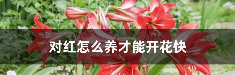 对对红冬天能否逆天，一文揭开真相（对对红冬天的适应性和保护方法）