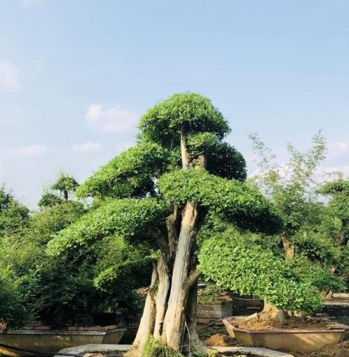 节白蜡的风水寓意与摆放位置（传承古老文化）