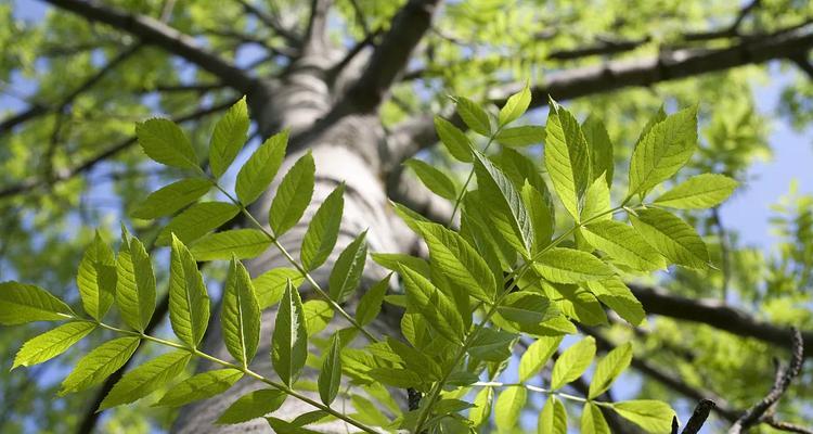 节白蜡是常绿还是落叶（探究节白蜡在冬季的落叶现象）