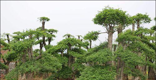 节白蜡是常绿还是落叶（探究节白蜡在冬季的落叶现象）