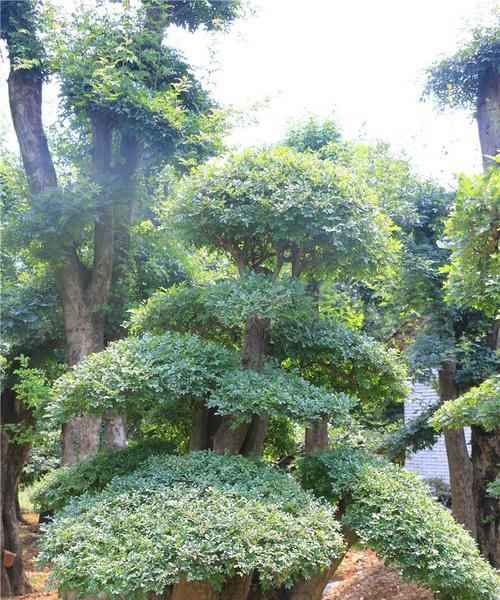 打造绿色家居（节白蜡种植）