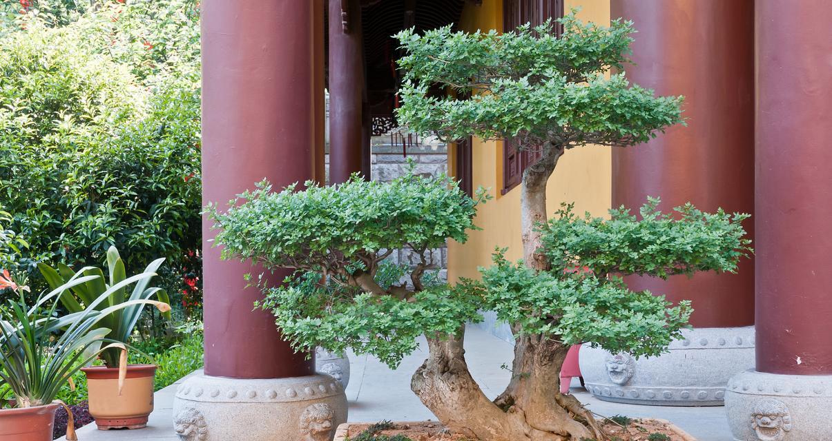 打造绿色家居（节白蜡种植）