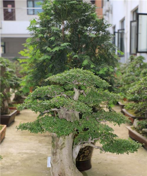 室内养节白蜡的注意事项（让你的节白蜡在家中茁壮成长）