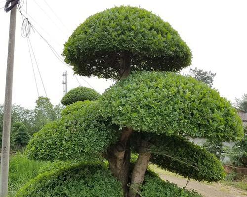 节白蜡不是常绿植物的秘密（揭开节白蜡的落叶之谜）