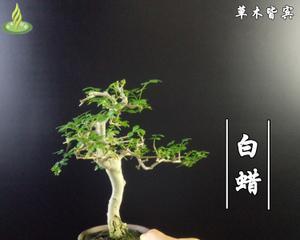 节白蜡喜阴还是喜阳（探究节白蜡喜好环境的因素与栽培要点）