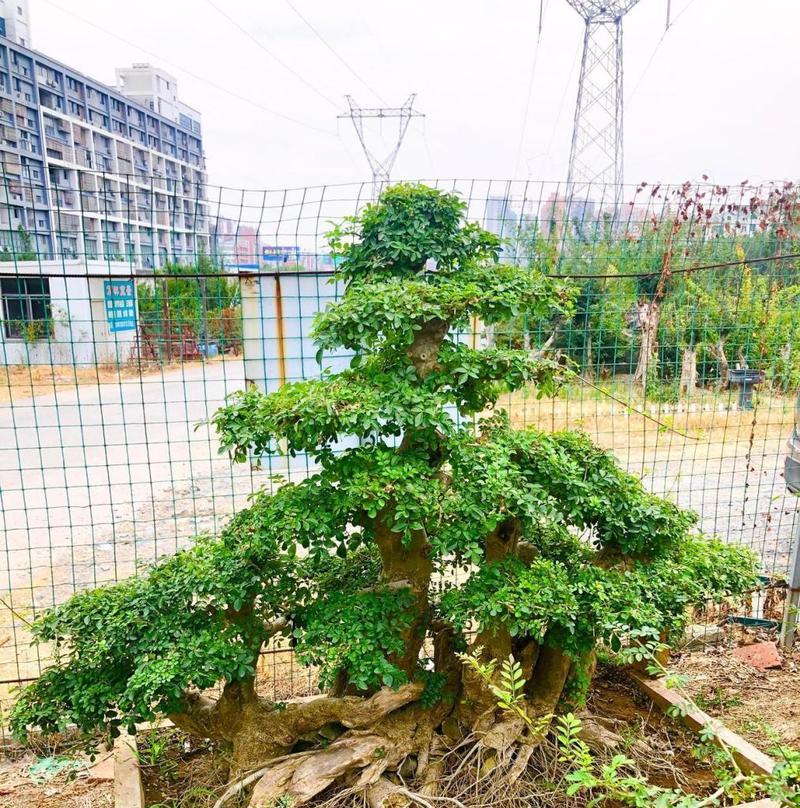 如何避免节白蜡叶子发蔫（原因分析及有效的补救方法）