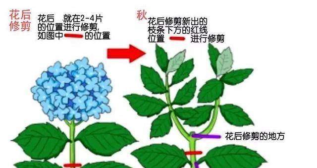 如何正确修剪节白蜡（教你一步步成为专业修剪师）