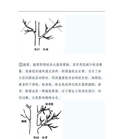 如何正确修剪节白蜡（教你一步步成为专业修剪师）