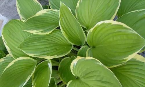 探索多年生草本植物的生态特征及繁殖方式（探索多年生草本植物的生态特征及繁殖方式）