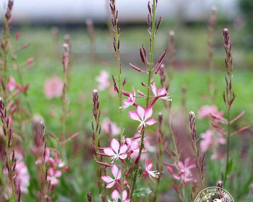 多年生宿根草本花卉的栽培与鉴赏（探究园林绿化的选择与设计）