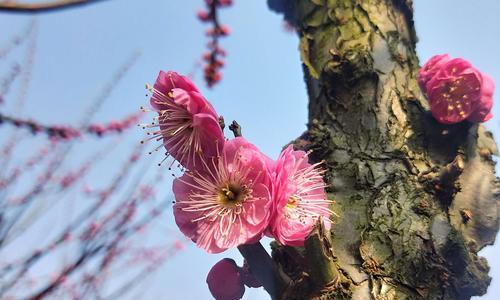 冬天的梅花象征着什么作用？梅花在冬季有哪些特殊含义？