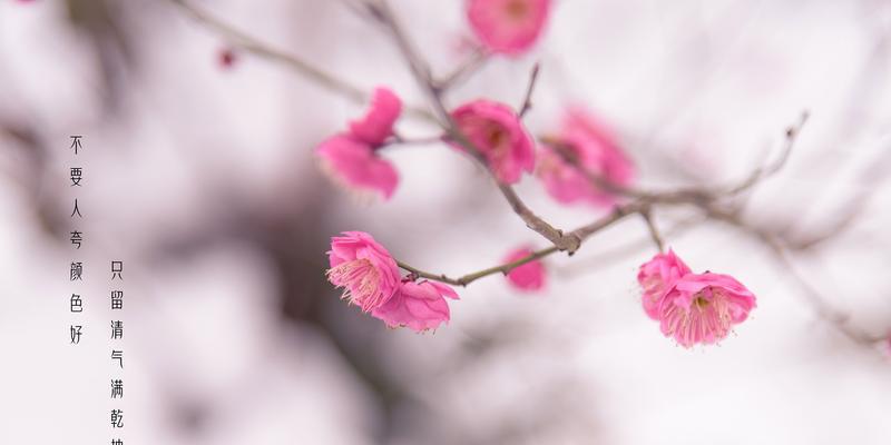 冬天梅花的特点是什么意思？如何欣赏梅花的独特之美？