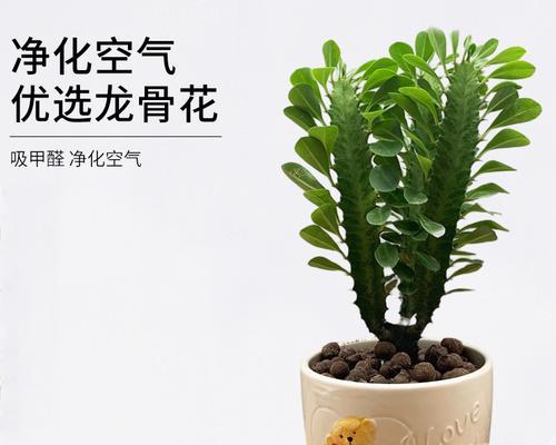 龙骨植物室内养护可行吗？需要注意哪些事项？