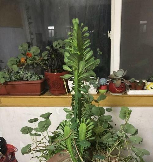 龙骨植物需要多少阳光？如何正确养护？