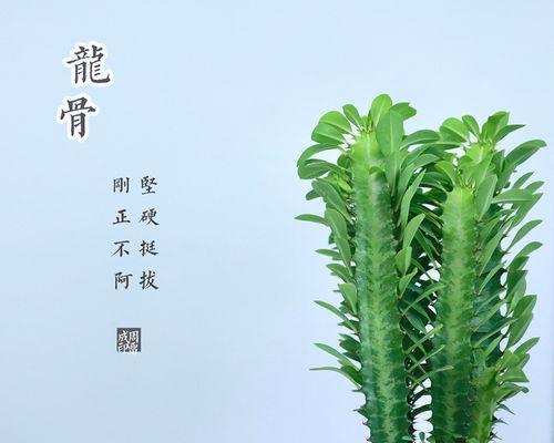 龙骨用深盆还是浅盆好？选择合适盆栽的技巧是什么？