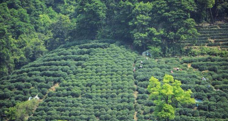 龙井茶产地在哪里？了解正宗龙井茶的地理标志！