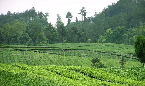 龙井茶产地在哪里？了解正宗龙井茶的地理标志！