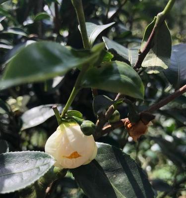 龙井茶树会开花吗？开花时是什么样子的？