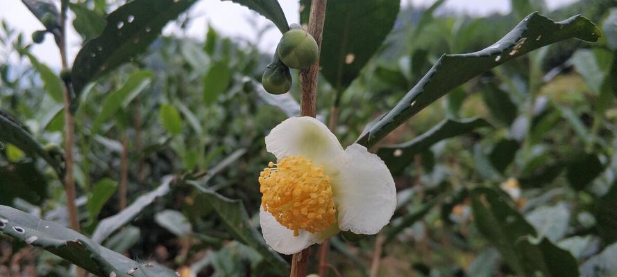 龙井茶树会开花吗？开花时是什么样子的？