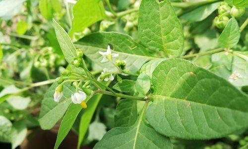 龙葵会开花吗？开花的颜色与样子是什么样的？