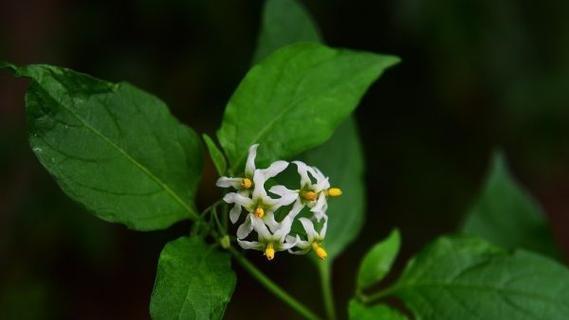 龙葵会开花吗？开花的颜色与样子是什么样的？