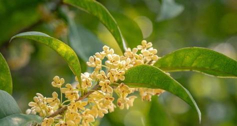 桂花的花语是什么？桂花的含义有哪些常见问题？