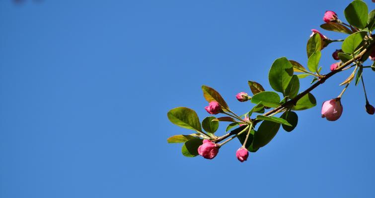 海棠花代表的意义是什么？如何正确解读其花语？