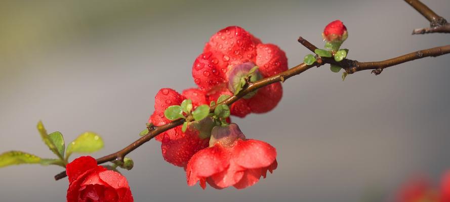 海棠花代表的意义是什么？如何正确解读其花语？