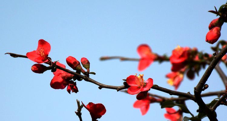 海棠花格的寓意是什么？如何在家居装饰中应用？